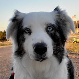 Elsa - Australian Shepherd