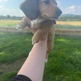 Honey - Cream female Dachshund puppy in Mountain Home, Arkansas from Furry Friends Kennel