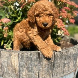 Boy 2 - Red male Australian Labradoodle puppy in Yamhill, Oregon from FitzGerald Kennels