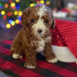 Cavapoo Puppies from AZ Cavapoos