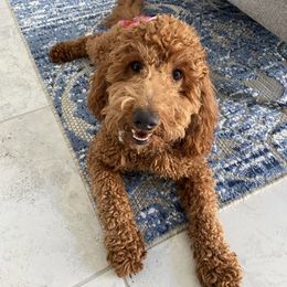Jane - Goldendoodle