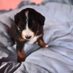 Bernedoodle, Bordoodle, and Golden Retriever Puppies from Golden Light Puppies