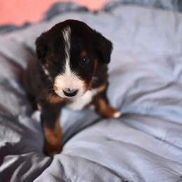 Bernedoodle, Bordoodle, and Golden Retriever Puppies from Golden Light Puppies