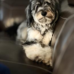 Sayge - Bernedoodle