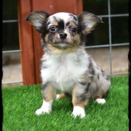 Wrangler - Merle male Chihuahua puppy in Demorest, Georgia from Sourpatch Chihuahuas