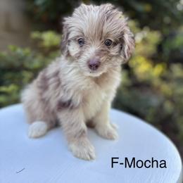 Mocha - Brown merle female Aussiedoodle puppy in Strasburg, Pennsylvania from Still Water Puppies