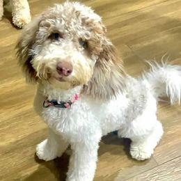 Phoebe Ray - Goldendoodle