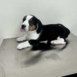 Daisy - Black and tan female Pembroke Welsh Corgi puppy in Saint George, South Carolina from Carolina cotton candy corgis