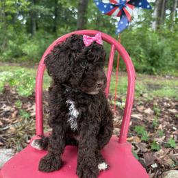 Little Miss Tater Tot - Chocolate female Goldendoodle puppy in Camden, North Carolina from Oopsie Doodles of NC