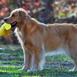 Golden Retrievers from Timberfarm Goldens