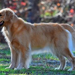 Golden Retrievers from Timberfarm Goldens