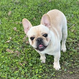 French Bulldog and Labrador Retriever Puppies from Desiree Ortiz's French Bull Dogs and Labrador Retrievers