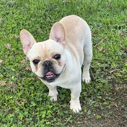 French Bulldog and Labrador Retriever Puppies from Desiree Ortiz's French Bull Dogs and Labrador Retrievers