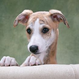 Whippet Puppies from In Vogue Whippets