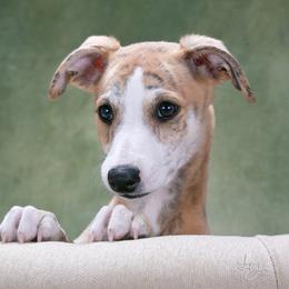 Whippet Puppies from In Vogue Whippets