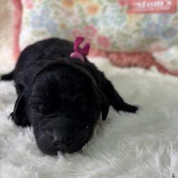 Aspen - Black female Goldendoodle puppy in Cleveland, Georgia from The O.G. Doodles