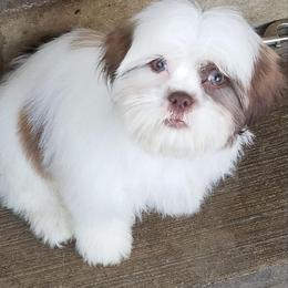 Aussiedoodle, Miniature Australian Shepherd, Poodle, Shihpoo, Shih Tzu, and Toy Australian Shepherd Puppies from Gemini Kennels