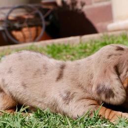 Dachshunds from Rodeo Doxies
