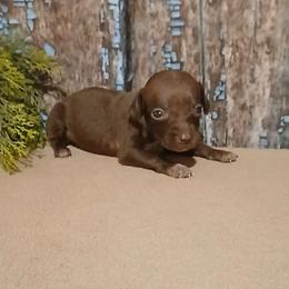 Girl 3 - Liver female German Shorthaired Pointer puppy in Laporte, Minnesota from Northern Odyssey Gun Dogs