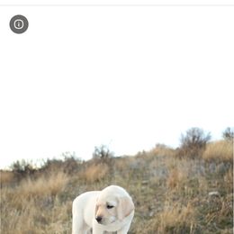 Blue - Yellow male Labrador Retriever puppy in Rupert, Idaho from Heavenly polar labs