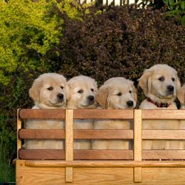 Golden Retriever Puppies from Madileau Golden Retreivers