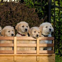 Golden Retriever Puppies from Madileau Golden Retreivers