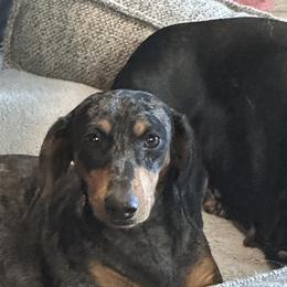Dachshunds from Jovi and Rose