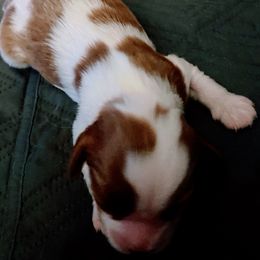 Pearl - Blenheim female Cavalier King Charles Spaniel puppy in Toledo, Ohio from Hopewell Cavaliers