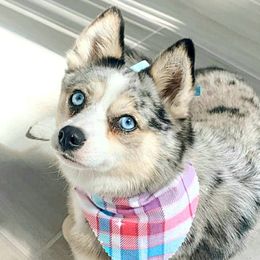 SKY - Pomsky