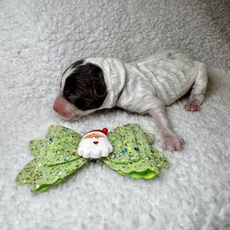 Peppermint Patty - Cream female Goldendoodle puppy in Camden, North Carolina from Oopsie Doodles of NC