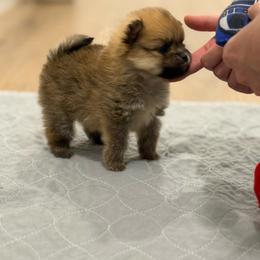 Miranda - Orange sable female Pomeranian puppy in Redlands, California from Torrey Hills Poms