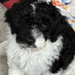 Marina - Black and white female Portuguese Water Dog puppy in Wakeman, Ohio from Red River Kennels