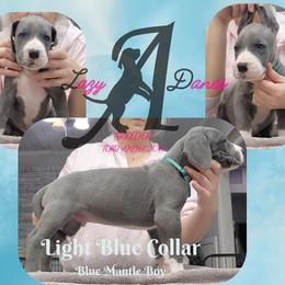 Light Blue Collar boy - Blue and white male Great Dane puppy in Longview, Texas from Lazy A Danes