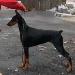 Jarrah - Doberman Pinscher