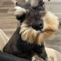 Matt - Miniature Schnauzer