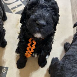 Brody, Orange Boy - Parti male Poodle puppy in Gainesville, Georgia from Rose’s Goldendoodles & Standard Poodles