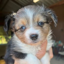 Tigger - Blue merle male Toy Australian Shepherd puppy in Fort Worth, Texas from King of Hearts Corgis