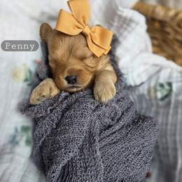 Penny - female Cavapoochon puppy in Bullard, Texas from Cavapoochon Central LLC