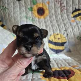 Alex - Black and tan male Yorkshire Terrier puppy in Yadkinville, North Carolina from Yadkinyorkies&Morkies