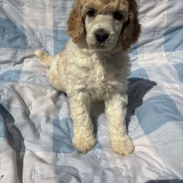 Honey - Parti female Poodle puppy in Conway, Arkansas from Arkansas River Poodles