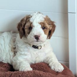 Jaws - Parti male Goldendoodle puppy in Sioux Falls, South Dakota from Dolly's Doodles