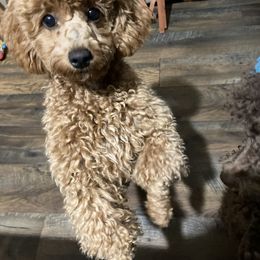 Poodle Puppies from Tiny Red Toy Poodles