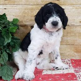 Goldendoodles from Faithful Friends at Cherson Cottage