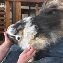 Pomeranians from Royal Pomeranians