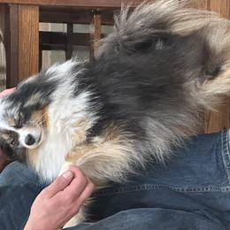Pomeranians from Royal Pomeranians