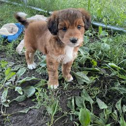 Sable boy less white - Sable male Aussiedoodle puppy in Hillsboro, Illinois from Shoal Creek Puppies