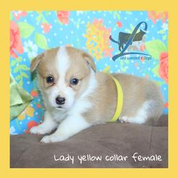 Yellow female - Red female Pembroke Welsh Corgi puppy in Wayne City, Illinois from Lash Livestock & Corgis