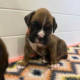 Peeta - Brindle male Boxer puppy in Greenwell Springs, Louisiana from Bayou Boxer Haus - Baton Rouge Boxers