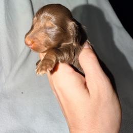 Hattie - Chocolate and cream female Dachshund puppy in Onalaska, Texas from Smokey Pines Dachshunds