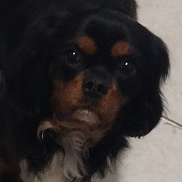 Cavalier King Charles Spaniels, Cavapoos, and Poodles from Marta's Cavaliers